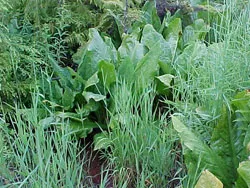 Skunk Cabbage