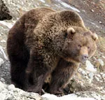 Bear