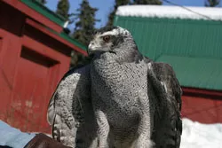 Goshawk