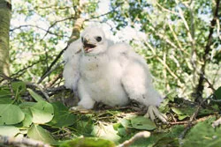 Goshawk Chick