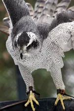 Goshawk