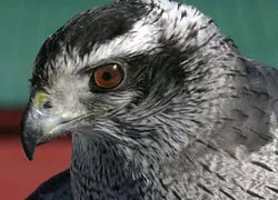 Goshawk