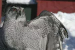 Goshawk