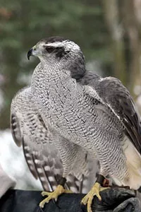 goshawk