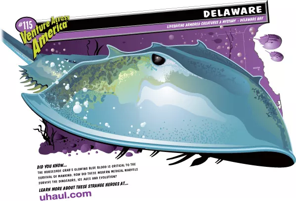 Lifesaving Armored Creatures a Mystery - Delaware Bay