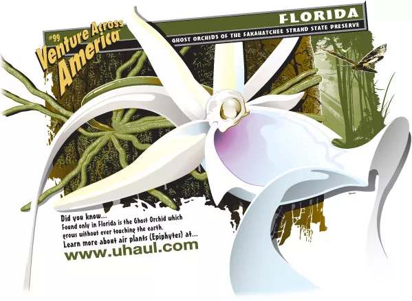 Ghost Orchids of the Fakahatchee Strand State Preserve