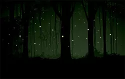 Firefly photo from the June 2010 Conservationist.