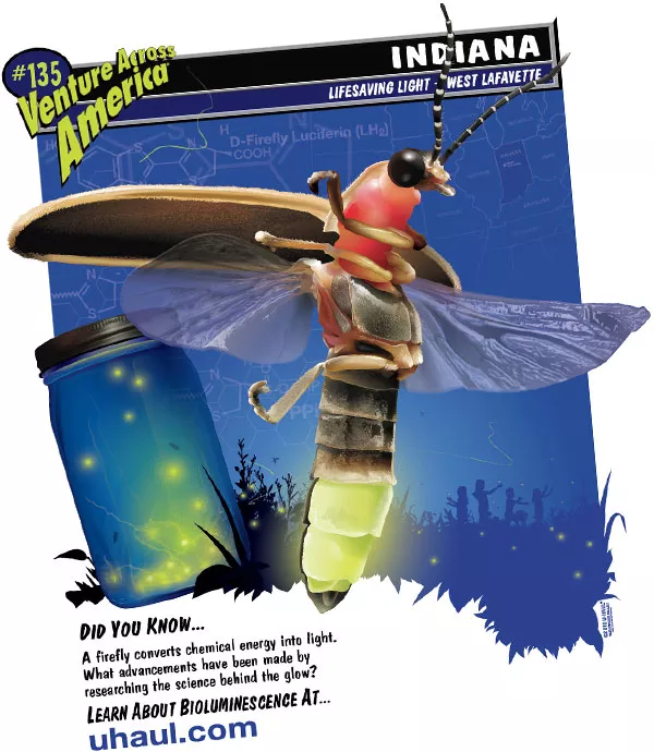 A firefly converts chemical energy into light. What advancements have been made by researching the science behind the glow?