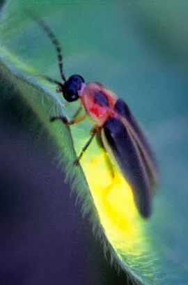 Firefly shot by Terry Priest