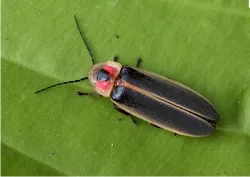Big dipper firefly