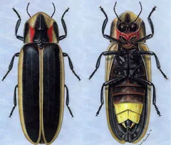 Illustration of Firefly