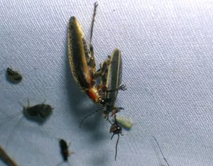 The Femme Fatale uses aggressive mimicry to lure a male firefly into her trap.