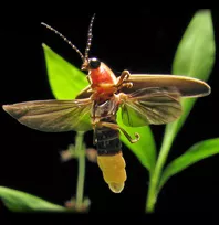 Firefly shot by Terry Priest