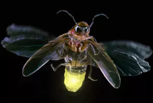 Photo of a Firefly