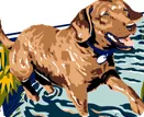 Annapolis, MD - Chesapeake Bay Retriever, Maryland state dog
