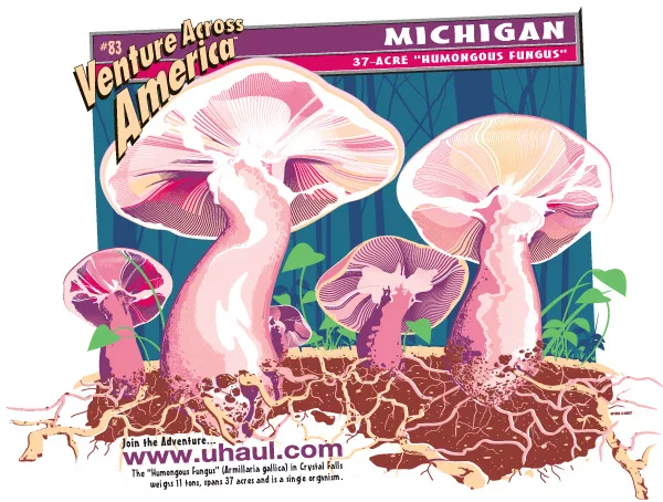 37-Acre "Humungous Fungus"