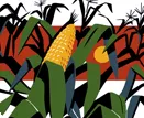Cornhusker State